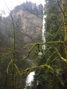 Dr. Seuss Trees | Moss-Covered Trees with a View of the Falls | A View of the Mountains